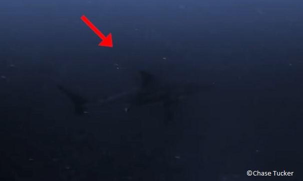 white shark off the coast of Alabama near Florida