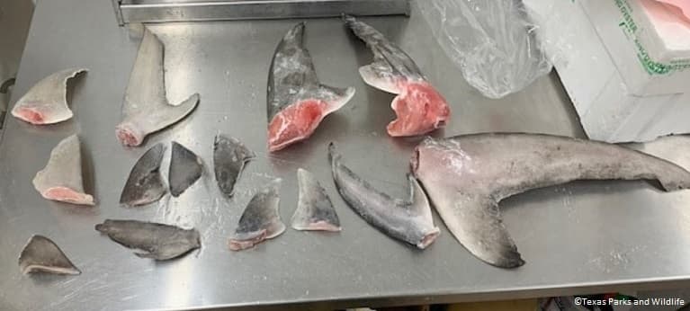 Shark fins found in Texas Bust