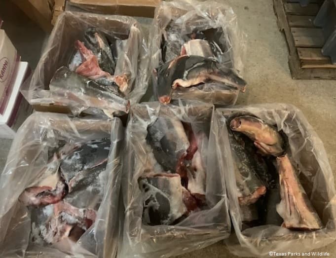 finned sharks found at Texas restaurant
