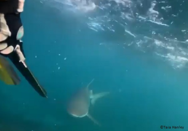 Taia Hanely and her brother film a shark while snorkeling