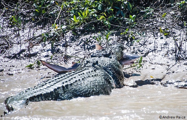 crocodile eating shark