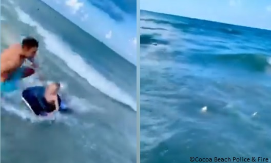 man grabs boy from shark