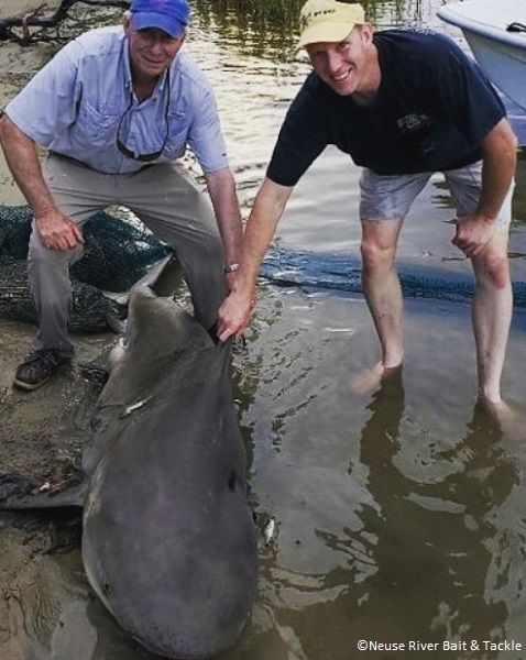 Bull shark caught in North Carolina river