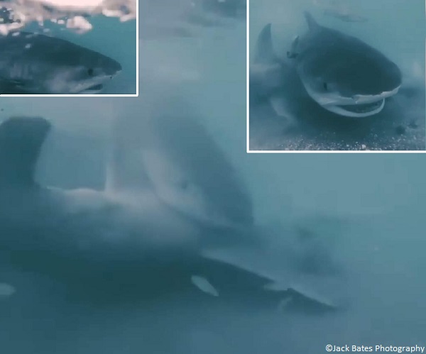 Tiger shark scavenges hammerhead Juno Beach Florida