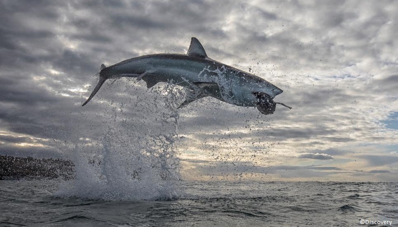 Shark flying through the air