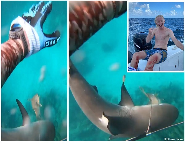 Shark biting spearfisherman