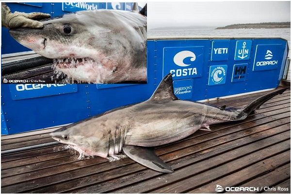 Acadia the white shark tagged by shark trackers OCEARCH