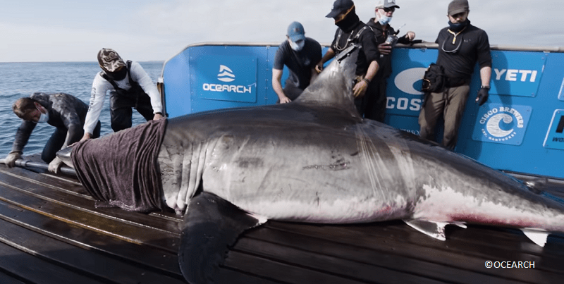 17-foot Great White shark “Queen of the Ocean”