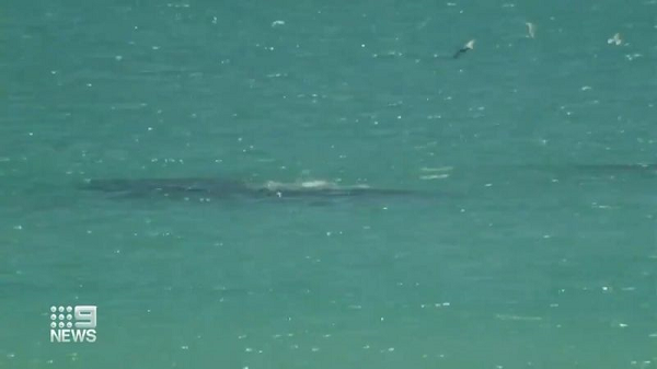 shark swimming after attack 