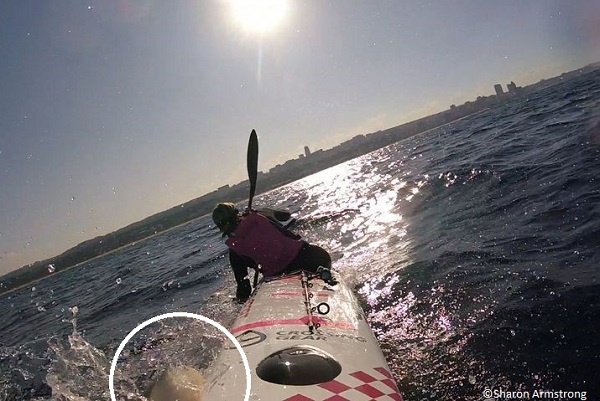 white shark attacks kayak