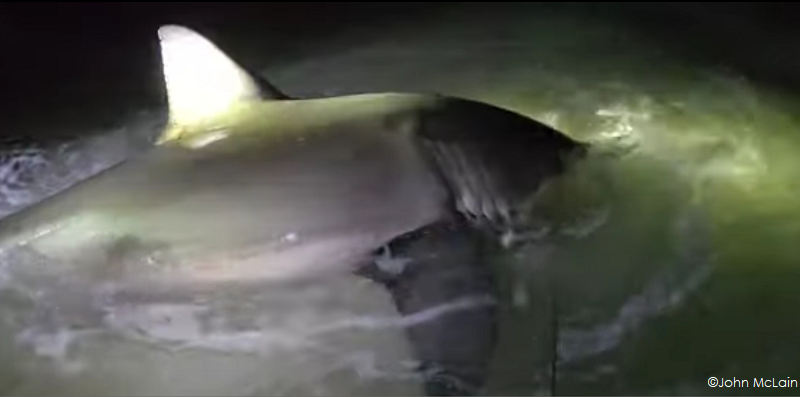 great white shark in Pensacola Beach Florida