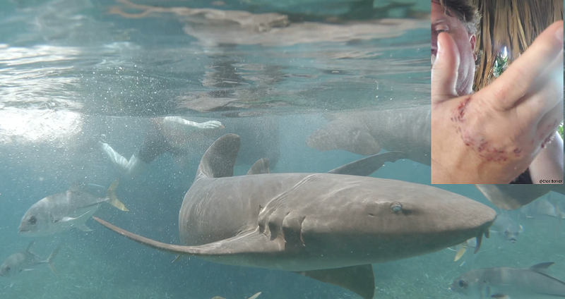 Nurse Shark Tracking Sharks