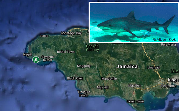 Jamaica fatal shark attack
