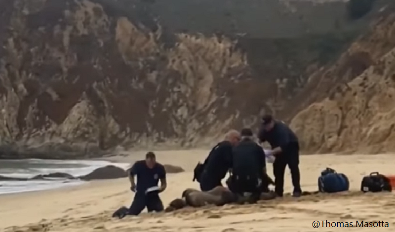 surfer bitten by great white in California