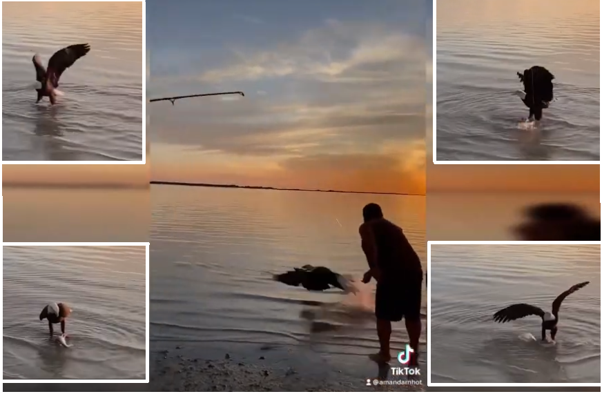 Bald Eagle Steals shark