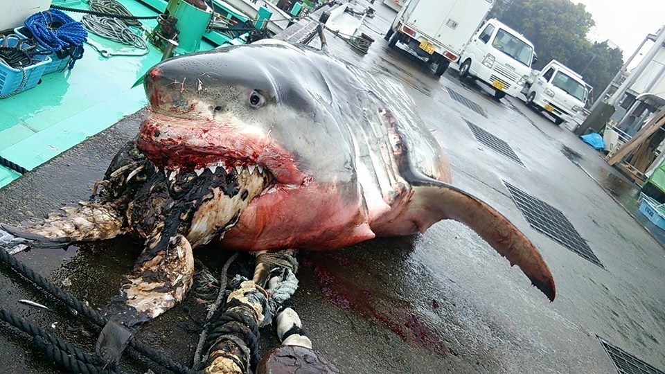 white shark chokes on turtle?