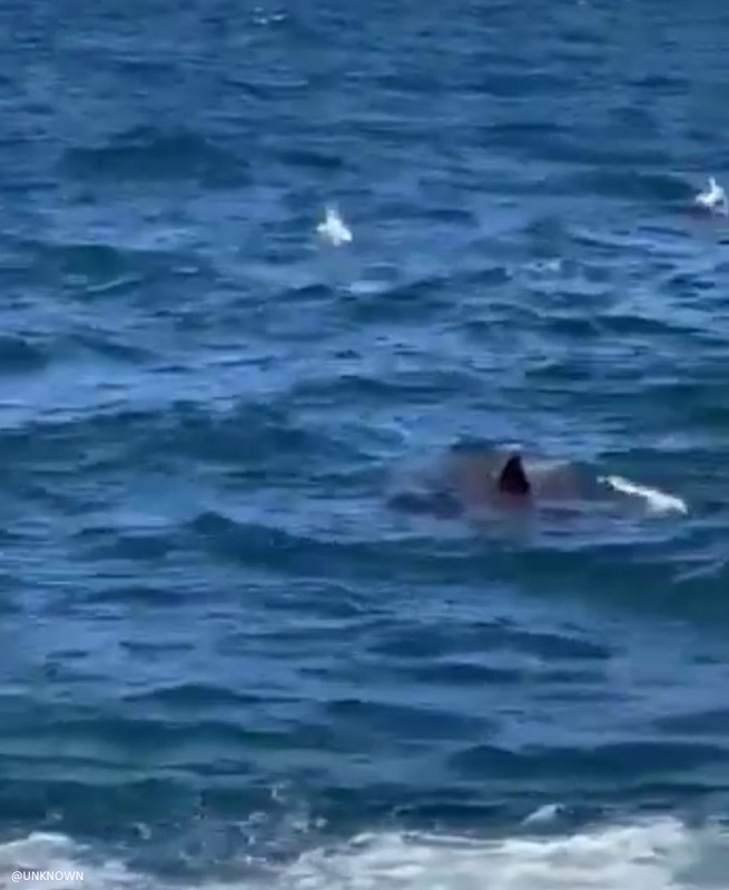 fatal sydney shark attack