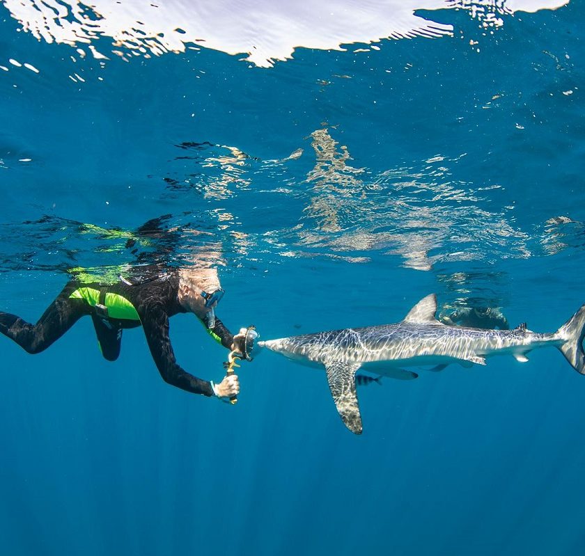 diver with blue shark