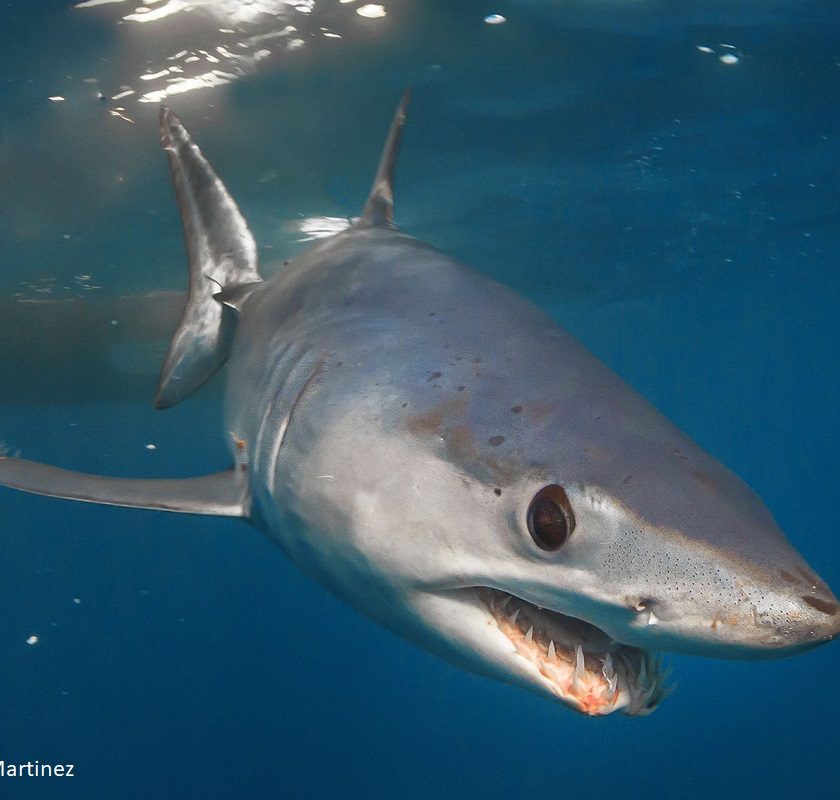 mako shark closeup