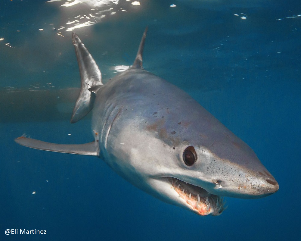 mako shark closeup