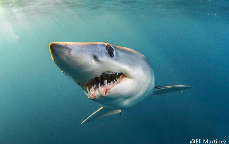 a mako shark head on