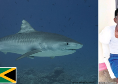 Fisherman loses arm to tiger shark attack in Jamaica