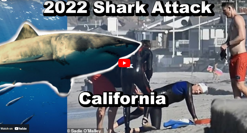 Lyn Jutronich on the beach after being bitten by a great white shark.