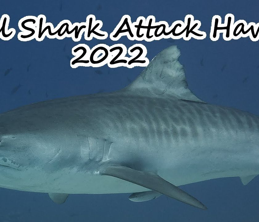fatal shark attack hawaii 2022