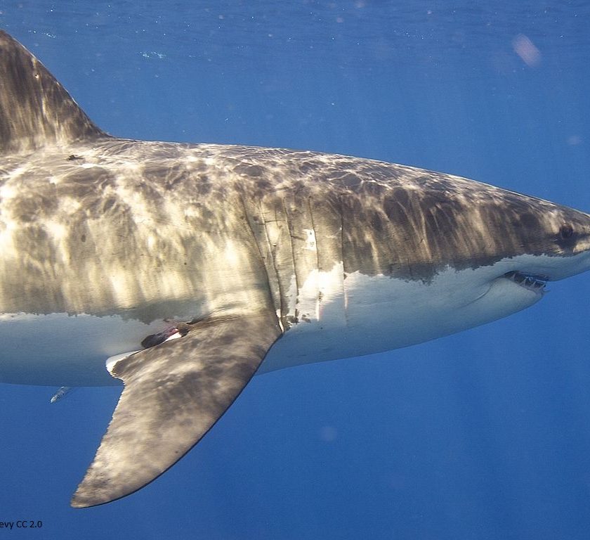 white shark swimming