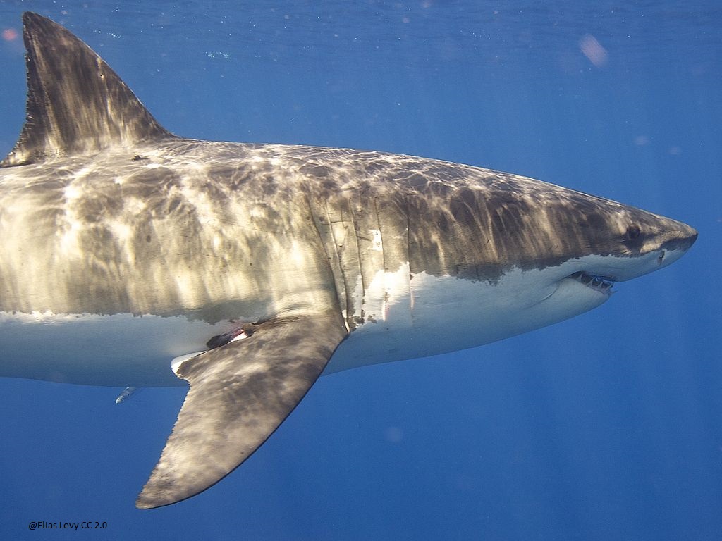 white shark swimming