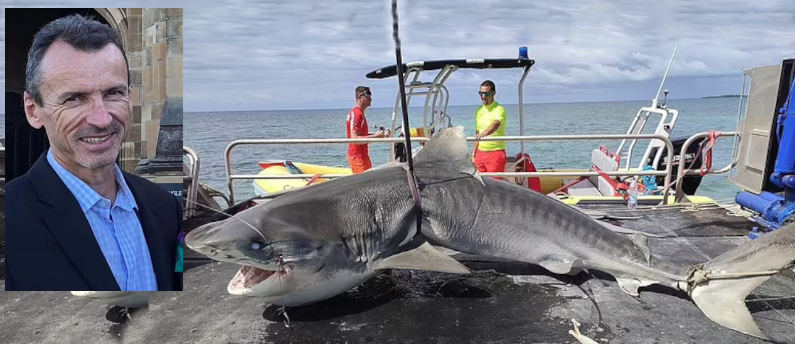 Chris Davis was killed by a tiger shark in New Caledonia