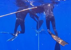 Freediver Fights Off Oceanic Whitetip (Longimanus) Shark Attack