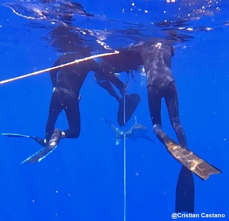 Longimanus shark attack 2023 Oceanic Whitetip shark