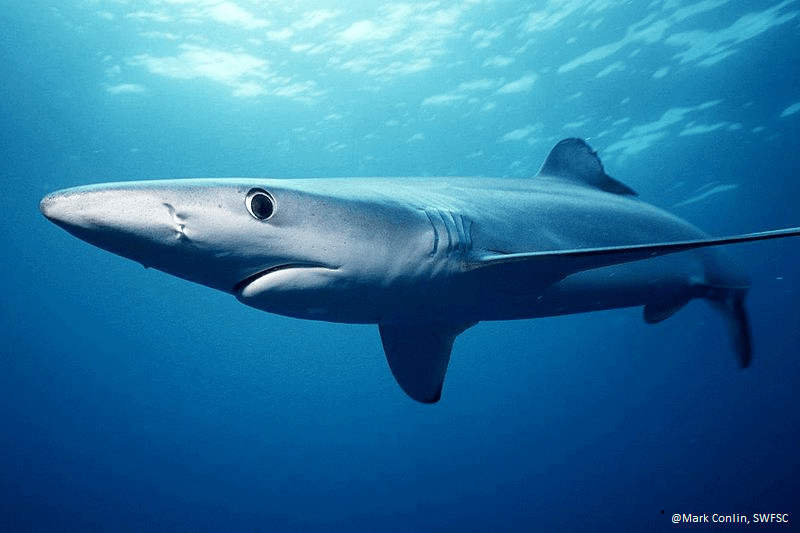 Blue shark swimming