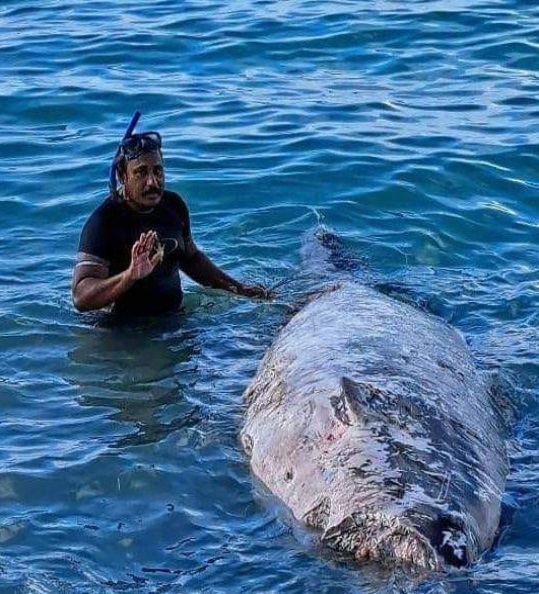 Amonia Malaeulu was killed in the Samoan Islands by a shark attack
